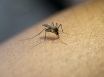 Japanese encephalitis warning for Victoria